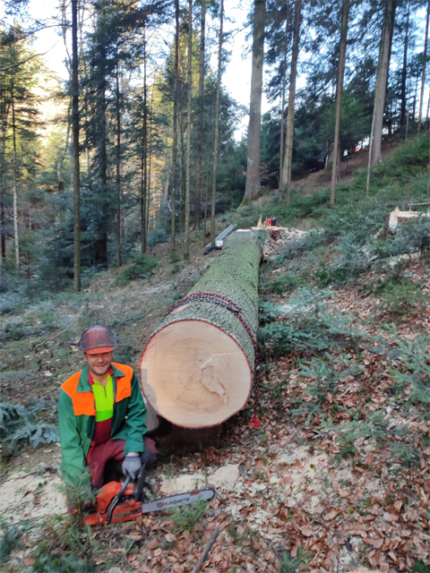 Holzmarktbericht Fotokl