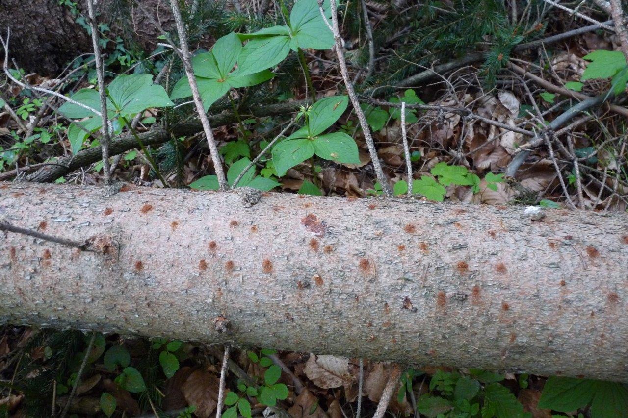 Bohrmehl Borkenkäfer