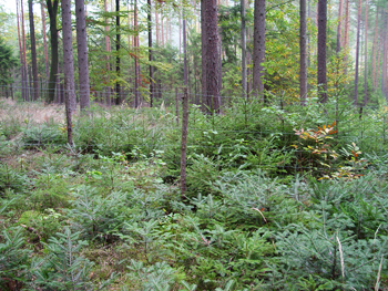 naturverjüngung klein